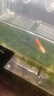 瘋狂水草莫斯水草慕斯魚(yú)缸水草真水草凈化魚(yú)缸造景水生植物 源頭直發(fā)包郵 曬單實(shí)拍圖