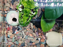 尼奧光 NEO-HELIOS魚(yú)缸燈水草燈LED燈S3proRGB植物光譜 13W新款尼奧S3pro+【高亮自然版雙倍亮度】 曬單實(shí)拍圖