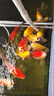 統(tǒng)一 錦鯉魚食 金魚飼料 增色增體不渾水 成魚主食大顆粒1kg 曬單實(shí)拍圖