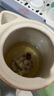 福東海 茉莉花苞100g  橫縣原產(chǎn)三伏晴天茉莉花茶干花蕾養(yǎng)生花茶泡水 曬單實(shí)拍圖