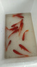 冷水鸚鵡魚招財魚血鸚鵡紅金魚冷水觀賞魚活體魚苗好養(yǎng)耐活發(fā)財魚 冷水血鸚鵡9條【8-10cm】 曬單實拍圖