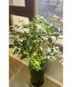 臨雅四季桂花盆栽樹(shù)苗新中式盆景矮樁辦公室綠植物福喜青瓷盆源頭直發(fā) 曬單實(shí)拍圖