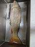 龍王恨魚(yú)餌野戰藍鯽X5腥香釣魚(yú)餌全年通用可搓可拉黑坑野釣魚(yú)食釣魚(yú)餌料 藍鯽X5-香腥(300g/包)*1 曬單實(shí)拍圖
