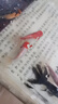 精品金魚(yú)觀(guān)賞魚(yú)養不死自來(lái)水鴻運當頭好養耐活魚(yú)冷水淡水魚(yú)風(fēng)水魚(yú) 精品金魚(yú)組合顏色隨機 7-10厘米5條 曬單實(shí)拍圖