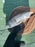 正天螺紋鋼魚(yú)竿超輕超硬19調大物巨物黑坑釣魚(yú)竿臺釣竿 1.23m 收縮長(cháng) 狂拉巨物版10H19調 7.2米+竿稍+垂釣禮包 曬單實(shí)拍圖
