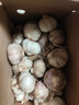 精選新鮮山東大蒜干蒜多瓣蒜頭蔬菜批發(fā)產(chǎn)地直發(fā)大蒜頭 優(yōu)選 5斤 (果徑≥3.5cm) 曬單實(shí)拍圖