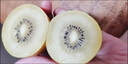 佳沛（zespri）新西蘭  陽(yáng)光金果25-27粒原箱單果122-146g  中秋水果禮盒 獼猴桃 曬單實(shí)拍圖