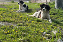 MAG【DHA母乳配方】犬用羊奶粉狗狗新生幼犬成犬寵物專用奶粉400g 曬單實(shí)拍圖