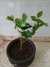 重瓣茉莉花盆栽四季綠植花卉嫁接花苗室內好養的花開(kāi) 3年精選苗1棵 不含盆【1顆】送肥料 曬單實(shí)拍圖