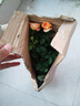 果汁陽臺月季花苗四季開花卉盆栽綠植物室內(nèi)花易活玫瑰帶花苞庭院 果汁陽臺【大花濃香，月月開分枝多】 【帶花苞】【盆口徑15cm】原盆冠25高35 曬單實(shí)拍圖