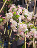 海棠花樹(shù)苗高桿西府垂絲北美海棠大樹(shù)耐寒植物庭院盆栽地栽風(fēng)景樹(shù) 精品海棠花樹(shù)3公分【品種備注】 曬單實(shí)拍圖