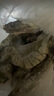 1號會(huì )員店 泰國活凍黑虎蝦 斑節對蝦 海鮮水產(chǎn) 凈重2斤（31-40只） 曬單實(shí)拍圖
