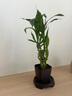 富貴竹盆栽植物室內凈化空氣綠植荷花竹辦公室桌面四季好養小盆栽 荷花竹+節節高升盆+圓底座【1盆】 盆口直徑約8cm 曬單實(shí)拍圖