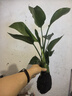 水培天堂鳥(niǎo)植物大綠植盆栽四季常青水養花卉鶴望蘭室內陽(yáng)臺辦公桌 天堂鳥(niǎo)40-45c厘米2棵【不含盆】 送營(yíng)養液 曬單實(shí)拍圖