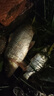劉志強餌料釣魚(yú)魚(yú)餌全能香魚(yú)餌料野釣鯽魚(yú)專(zhuān)用鯉魚(yú)釣魚(yú)餌料 曬單實(shí)拍圖