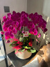 Only you【兩小時(shí)達(dá)】蝴蝶蘭帶花苞花劍花盆真花蘭花盆栽開業(yè)中秋節(jié)禮物 8株紫色（瓷盆隨機(jī)） 曬單實(shí)拍圖