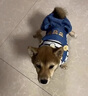 阿莫爾狗狗衣服秋冬款可牽引四腳背帶褲泰迪比熊博美小型犬寵物貓咪服裝 藍(lán)色【可牽引】 XXL(建議13-17斤參考胸圍背長) 曬單實(shí)拍圖