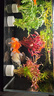 瘋狂水草真水草魚(yú)缸里的水培植物種植環(huán)魚(yú)缸造景擺件20-30缸 源頭直發(fā)包郵 曬單實(shí)拍圖