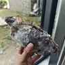 舟山梭子蟹鮮活特大野生大螃蟹新鮮冷凍海鮮水產(chǎn)海蟹飛蟹白蟹順豐 7-9兩/只【5斤凈重 特大肥壯】 曬單實拍圖