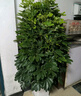 嘆為觀(guān)止大型植物發(fā)財樹(shù)各種大顆盆栽開(kāi)業(yè)喬遷客廳辦公室內好養大型花卉 單桿發(fā)財樹(shù)【1.4-1.5米】 含盆 曬單實(shí)拍圖