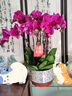 Only you【兩小時(shí)達(dá)】蝴蝶蘭帶花苞花劍花盆真花蘭花盆栽開業(yè)喬遷佛堂供花 8株紫色（瓷盆隨機(jī)） 曬單實(shí)拍圖