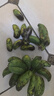 廣西小米蕉新鮮水果現(xiàn)摘青皮發(fā)貨邦達(dá)特產(chǎn)生鮮館 小米蕉統(tǒng)貨 2斤裝（帶箱） 曬單實拍圖
