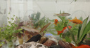 高清熱彎浮法透明玻璃魚(yú)缸客廳家用造景裝飾生態(tài)中小型生態(tài)金魚(yú)缸 熱彎魚(yú)缸-裸缸 長(cháng)35*寬20*高22cm 曬單實(shí)拍圖