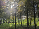 迪卡儂帳篷戶(hù)外便攜式折疊露營(yíng)野營(yíng)公園自動(dòng)野外速開(kāi)沙灘防曬 月影米白 - 遮陽(yáng)天幕帳篷 曬單實(shí)拍圖