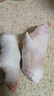 現殺土豬蹄10只帶筋整只新鮮農家散養豬蹄子豬手前蹄豬腳前蹄商用 2只去毛精修土豬蹄 【單只7兩-8兩左右】 曬單實(shí)拍圖