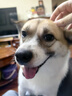petlimit狗狗脖圈項圈小中大型犬頸圈泰迪金毛狗鏈脖套寵物用品柔軟 桔色M 曬單實(shí)拍圖