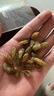 新邊界 有機(jī)葡萄干干400g 高端新疆特產(chǎn)吐魯番無核白葡萄干免洗干果 曬單實(shí)拍圖