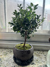 八芽 小葉赤楠盆景擺件室內(nèi)綠植花卉盆栽老樁客廳辦公室桌面好養(yǎng)植物 （【熱銷款】舍得紫砂盆赤楠+苔蘚+底座） 曬單實拍圖