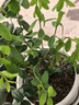 景琳涵藍莓樹(shù)盆栽果苗帶大果室內耐寒四季結果櫻桃葡萄大樹(shù)苗南北方種植 【中苗】精品藍莓綠寶石40-50cm+送肥料 曬單實(shí)拍圖
