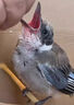 灰i喜鵲鳥糧雛幼鳥專用飼料四喜鳥伯勞畫眉松鴉通用亮羽壯膘糧食 1小罐【面包蟲干】365ml 曬單實拍圖