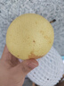 正宗河北皇冠梨深縣皇冠梨產(chǎn)地直發(fā)14 帶箱2斤裝1.6-1.8斤 曬單實(shí)拍圖