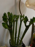 植男植女文昌竹/龍竹富貴竹水培帶根植物綠植室內好養盆栽5/60cm源頭直發(fā)  曬單實(shí)拍圖