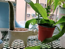 雅花匠貓尾巴猴尾柱仙人掌盆栽室內辦公室綠植多肉植物大顆好養耐寒易養 貓尾巴2年苗【大白貓】 含盆 曬單實(shí)拍圖