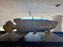 禮之源全銅招財金龍魚(yú)工藝品擺件家居辦公室酒柜裝飾擺設品店鋪開(kāi)業(yè)禮品 炫金色中號金龍魚(yú)-長(cháng)58寬24高22CM 曬單實(shí)拍圖