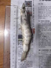 東上御品蝦 青島大蝦基圍蝦鮮活青蝦白蝦海蝦對(duì)蝦冰蝦凍蝦生鮮 蝦類 海鮮 3斤(凈重)  氣凍大蝦【活蝦速凍】 15-18cm【單只超大蝦】 曬單實(shí)拍圖