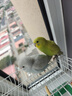 朗繽 鸚鵡活體鳥活物虎皮鸚鵡寵物活鳥玄鳳鸚鵡手養(yǎng)鳥會說話幼鳥幼崽 2只（顏色備注+別墅籠+云梯+窩 曬單實拍圖