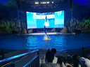 愛(ài)他美（Aptamil）卓傲幼兒配方奶粉3段（12—36月齡） 800g*1罐  愛(ài)他美卓傲 曬單實(shí)拍圖