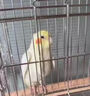 鸚鵡感冒藥鳥專用虎皮炸毛腸炎一片活拉稀綠便一滴活止瀉活性菌 【鸚鵡急救 家中常備】1瓶 曬單實(shí)拍圖