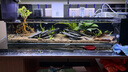 吉印刀鋒s魚(yú)缸燈led燈防水全光譜魚(yú)缸照明燈水草燈小型超白魚(yú)燈96cm 曬單實(shí)拍圖