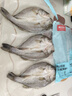 鮮京采三去海鱸魚(yú)3斤/3條 生鮮魚(yú)類(lèi) 白蕉鱸魚(yú)地標 無(wú)冰凈重3斤 源頭直發(fā) 曬單實(shí)拍圖