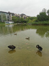 小鱷魚上幼兒園 寶寶社會(huì)能力培養(yǎng)（消除入園焦慮，愛上幼兒園）2-3-6歲小班大班兒童早教閱讀繪本圖畫書國外獲獎(jiǎng)故事書童書   曬單實(shí)拍圖