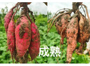 海爾（Haier）塔扇家用電風(fēng)扇輕音節(jié)能無(wú)葉風(fēng)扇大風(fēng)量電扇遠(yuǎn)柔風(fēng)加高落地扇搖頭立式風(fēng)扇 FZJ1102A 曬單實(shí)拍圖