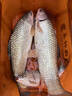 創(chuàng  )威凌天三代釣魚(yú)竿手竿碳纖維魚(yú)竿京東自營(yíng)旗艦店漁具 4.5m 全能 曬單實(shí)拍圖
