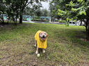 MIKI PAD狗狗雨衣中大型犬柯基邊牧金毛寵物雨衣斗篷防水雨披狗狗沖鋒衣 檸檬黃 #快穿設計 2XL（背長(cháng)32-37 參考體重13-22斤） 曬單實(shí)拍圖