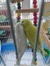 朗繽 鸚鵡活體鳥活物虎皮鸚鵡寵物活鳥玄鳳鸚鵡手養(yǎng)鳥會說話幼鳥幼崽 2只（顏色備注+別墅籠+云梯+窩 曬單實拍圖