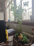 艾瑩米竹盆栽鳳尾竹耐陰植物小型竹子苗帶根室內水養觀(guān)賞竹苔蘚球盆景 翡翠觀(guān)音竹 帶基地原盆發(fā)貨 曬單實(shí)拍圖